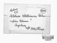 Helotium vitellinum image